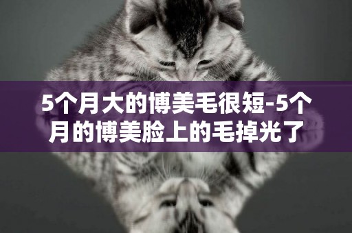 5個月大的博美毛很短-5個月的博美臉上的毛掉光了