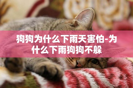 狗狗為什么下雨天害怕-為什么下雨狗狗不躲