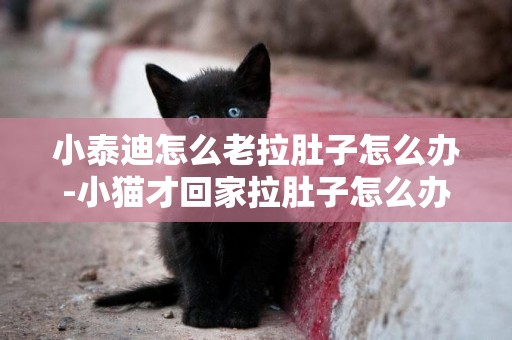 小泰迪怎么老拉肚子怎么辦-小貓才回家拉肚子怎么辦