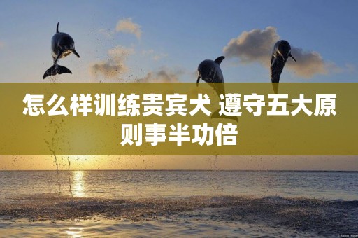 怎么樣訓練貴賓犬 遵守五大原則事半功倍