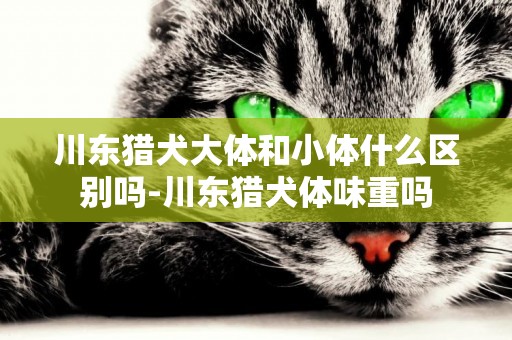 川東獵犬大體和小體什么區別嗎-川東獵犬體味重嗎