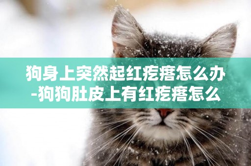 狗身上突然起紅疙瘩怎么辦-狗狗肚皮上有紅疙瘩怎么回事