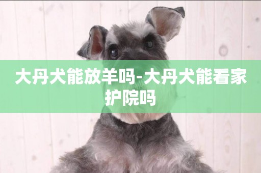 大丹犬能放羊嗎-大丹犬能看家護院嗎
