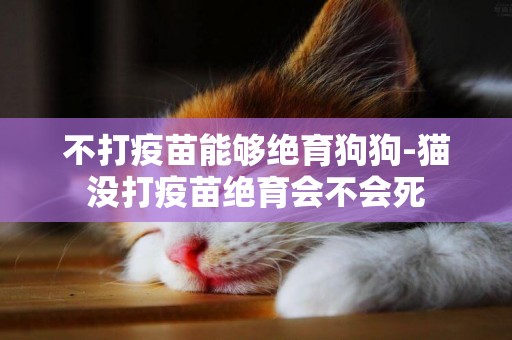 不打疫苗能夠絕育狗狗-貓沒打疫苗絕育會不會死