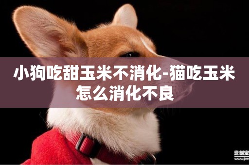 小狗吃甜玉米不消化-貓吃玉米怎么消化不良