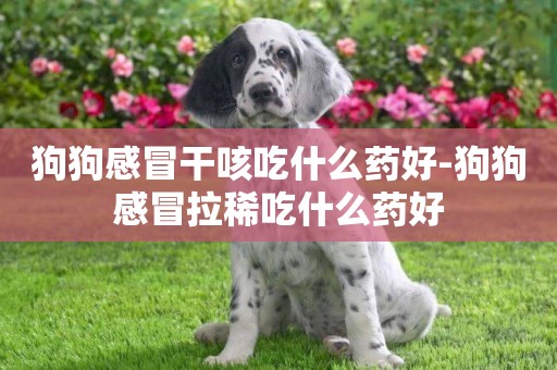 狗狗感冒干咳吃什么藥好-狗狗感冒拉稀吃什么藥好