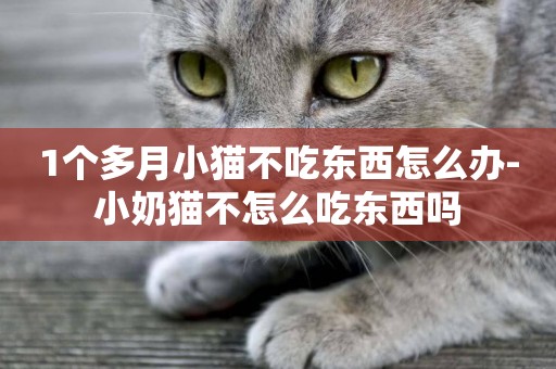 1個多月小貓不吃東西怎么辦-小奶貓不怎么吃東西嗎