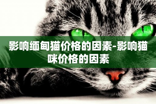影響緬甸貓價格的因素-影響貓咪價格的因素