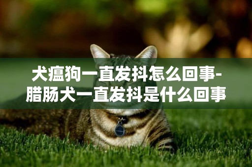 犬瘟狗一直發抖怎么回事-臘腸犬一直發抖是什么回事