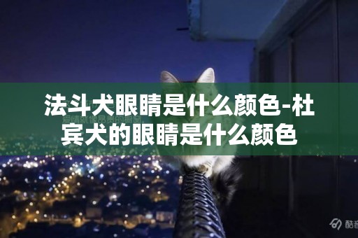 法斗犬眼睛是什么顏色-杜賓犬的眼睛是什么顏色
