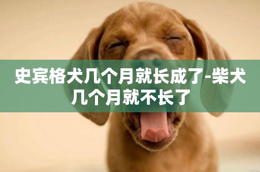 史賓格犬幾個月就長成了-柴犬幾個月就不長了