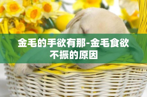 金毛的手欲有那-金毛食欲不振的原因