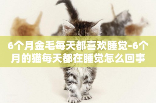 6個月金毛每天都喜歡睡覺-6個月的貓每天都在睡覺怎么回事