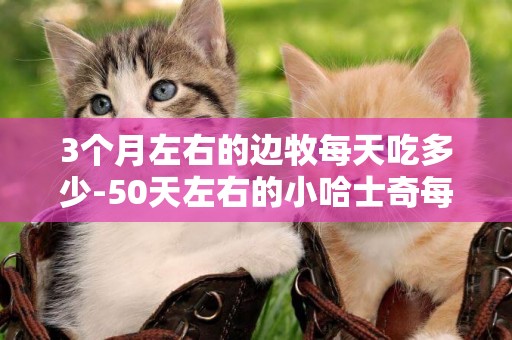3個月左右的邊牧每天吃多少-50天左右的小哈士奇每天喂多少合適