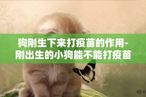 狗剛生下來打疫苗的作用-剛出生的小狗能不能打疫苗