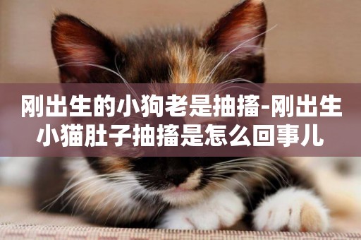 剛出生的小狗老是抽搐-剛出生小貓肚子抽搐是怎么回事兒