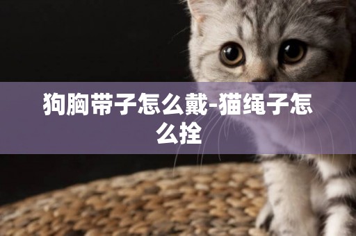 狗胸帶子怎么戴-貓繩子怎么拴