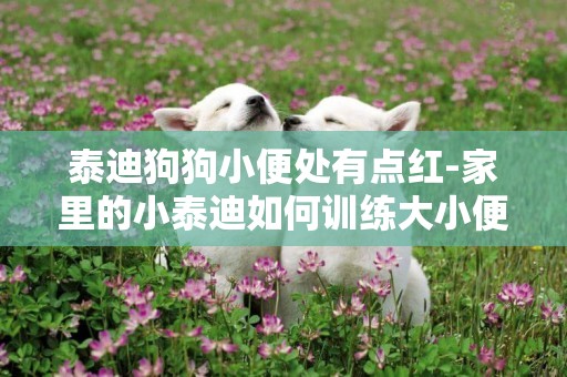泰迪狗狗小便處有點紅-家里的小泰迪如何訓練大小便