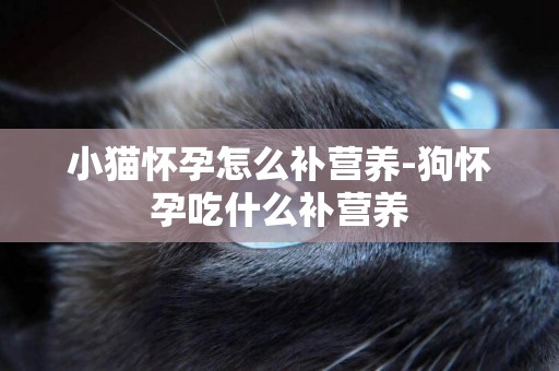 小貓懷孕怎么補營養-狗懷孕吃什么補營養