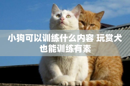 小狗可以訓練什么內容 玩賞犬也能訓練有素
