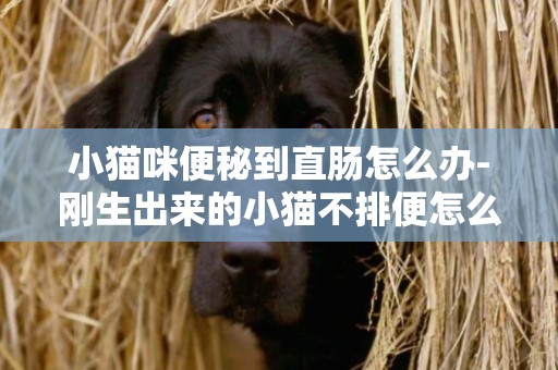 小貓咪便秘到直腸怎么辦-剛生出來的小貓不排便怎么辦
