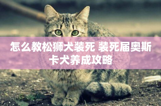 怎么教松獅犬裝死 裝死屆奧斯卡犬養成攻略