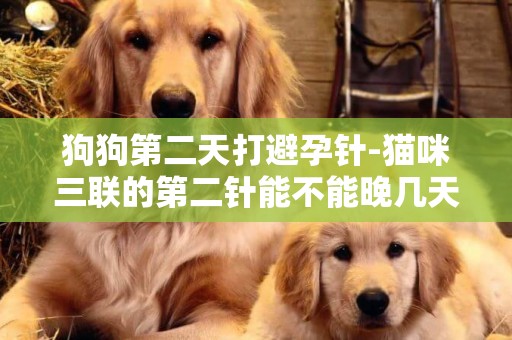 狗狗第二天打避孕針-貓咪三聯的第二針能不能晚幾天打