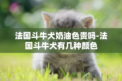 法國斗牛犬奶油色貴嗎-法國斗牛犬有幾種顏色