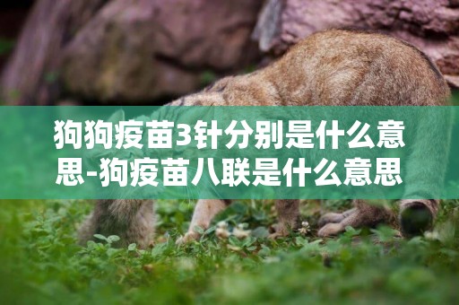 狗狗疫苗3針分別是什么意思-狗疫苗八聯是什么意思