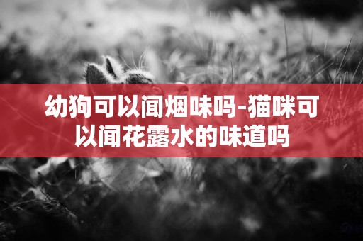 幼狗可以聞煙味嗎-貓咪可以聞花露水的味道嗎
