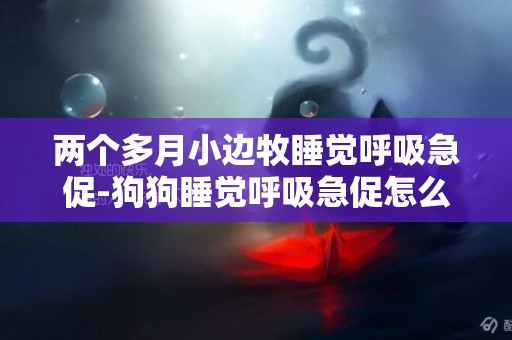 兩個多月小邊牧睡覺呼吸急促-狗狗睡覺呼吸急促怎么回事