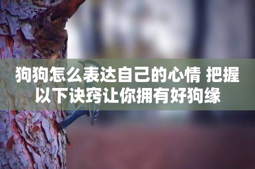 狗狗怎么表達自己的心情 把握以下訣竅讓你擁有好狗緣