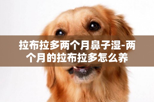 拉布拉多兩個月鼻子濕-兩個月的拉布拉多怎么養