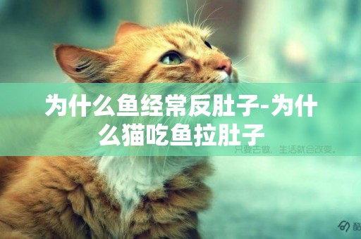 為什么魚經常反肚子-為什么貓吃魚拉肚子