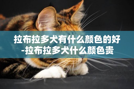 拉布拉多犬有什么顏色的好-拉布拉多犬什么顏色貴