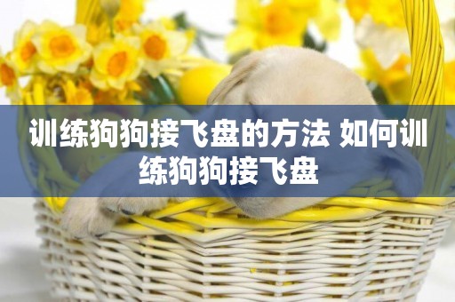 訓練狗狗接飛盤的方法 如何訓練狗狗接飛盤