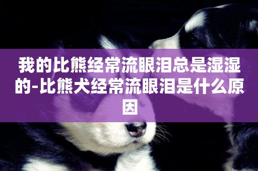 我的比熊經常流眼淚總是濕濕的-比熊犬經常流眼淚是什么原因