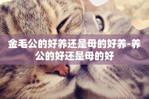 金毛公的好養還是母的好養-養公的好還是母的好