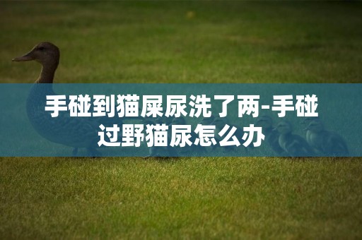 手碰到貓屎尿洗了兩-手碰過野貓尿怎么辦