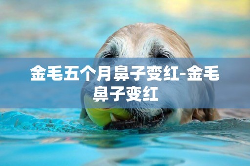 金毛五個月鼻子變紅-金毛鼻子變紅