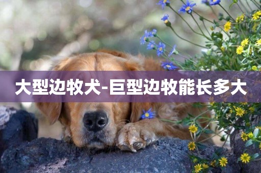 大型邊牧犬-巨型邊牧能長多大