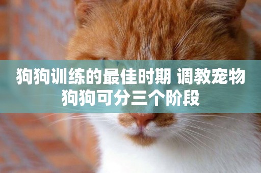 狗狗訓練的最佳時期 調教寵物狗狗可分三個階段