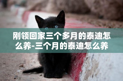 剛領回家三個多月的泰迪怎么養-三個月的泰迪怎么養