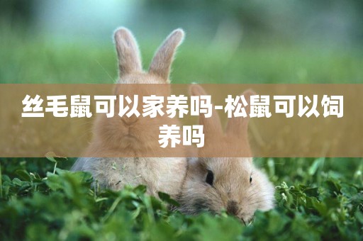 絲毛鼠可以家養嗎-松鼠可以飼養嗎
