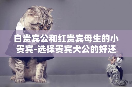 白貴賓公和紅貴賓母生的小貴賓-選擇貴賓犬公的好還是母的好