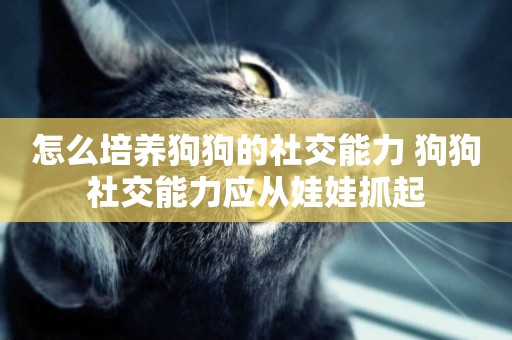 怎么培養狗狗的社交能力 狗狗社交能力應從娃娃抓起