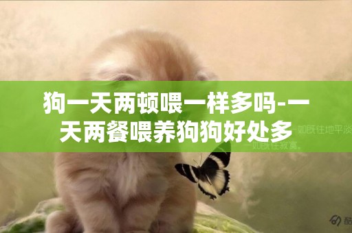 狗一天兩頓喂一樣多嗎-一天兩餐喂養狗狗好處多