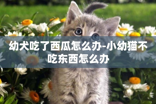 幼犬吃了西瓜怎么辦-小幼貓不吃東西怎么辦