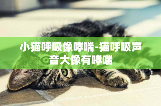 小貓呼吸像哮喘-貓呼吸聲音大像有哮喘