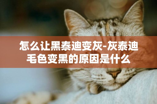 怎么讓黑泰迪變灰-灰泰迪毛色變黑的原因是什么